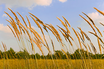 Image showing Tops of cereal weeds