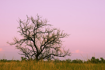 Image showing Lonely dry tree