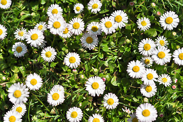 Image showing daisies 