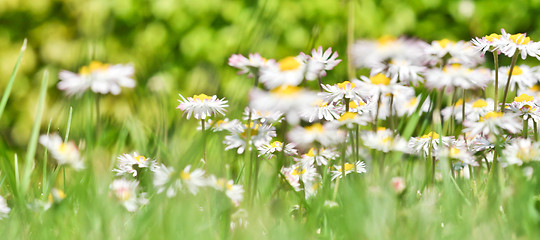 Image showing daisies 