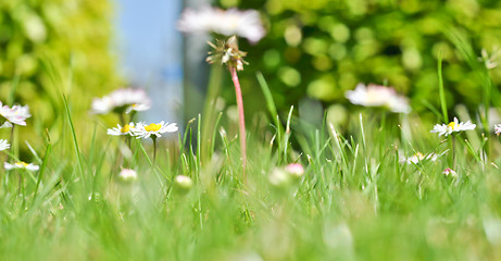 Image showing daisies 