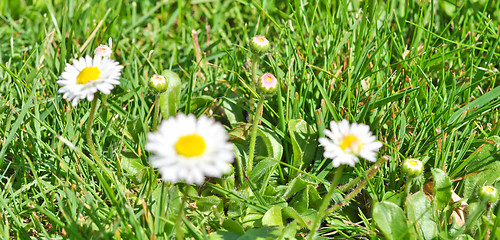 Image showing daisies 