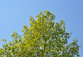 Image showing tree 