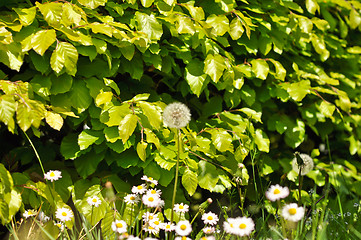 Image showing green shrubs