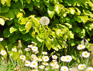 Image showing green shrubs