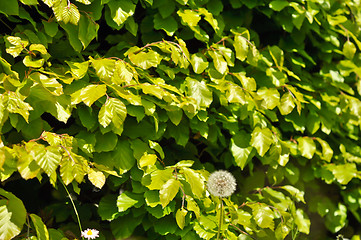 Image showing green shrubs