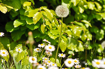 Image showing green shrubs