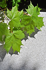 Image showing maple leaves