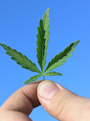 Image showing Cannabis leaf