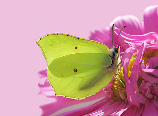 Image showing Yellow Butterfly