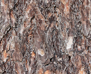 Image showing Pine Tree Bark