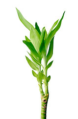 Image showing Green bamboo 