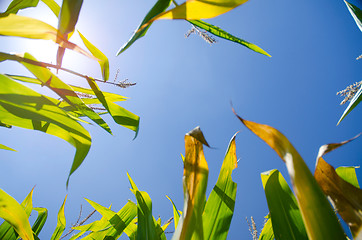 Image showing Corn Stalks