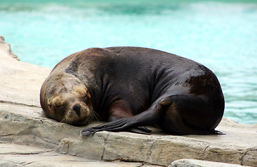 Image showing Sleeping sealion