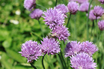 Image showing Chives