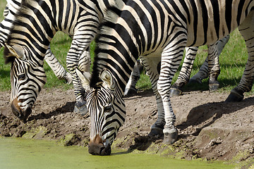 Image showing Zebras are dirnking water