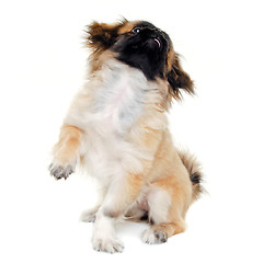 Image showing Puppy dog sitting on white background