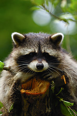 Image showing Raccoon