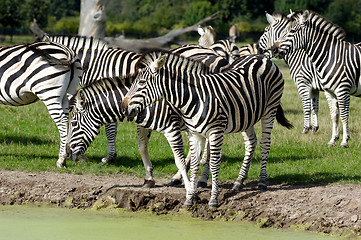 Image showing Group of zebras