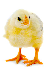 Image showing Chicken baby