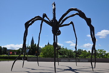 Image showing Giant Spider in Ottawa