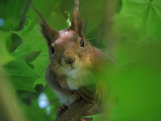 Image showing norwegian squirrel