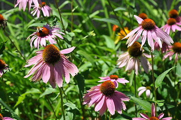 Image showing Sunflowers