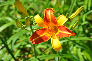 Image showing Flowers