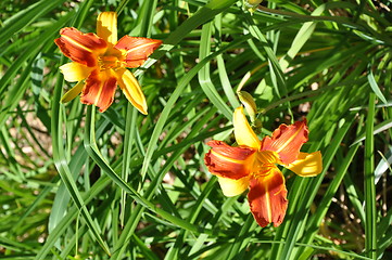 Image showing Flowers