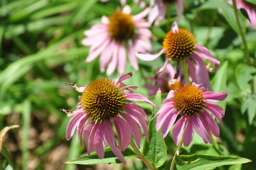 Image showing Sunflowers