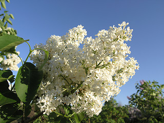 Image showing White Lilac branch