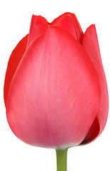 Image showing Tulip