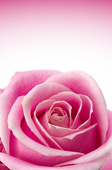 Image showing Romantic Roses