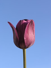 Image showing Purple tulip