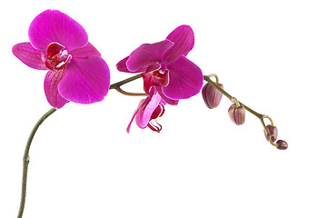 Image showing Orchid