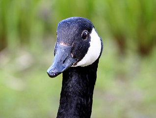 Image showing Canada goose