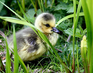 Image showing Canada goose gosling