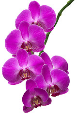 Image showing Orchid Branch