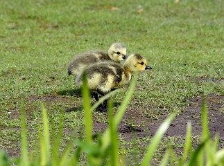 Image showing Canada goose goslings