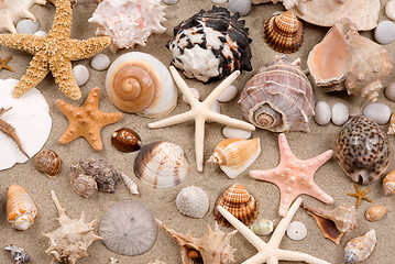 Image showing Seashells