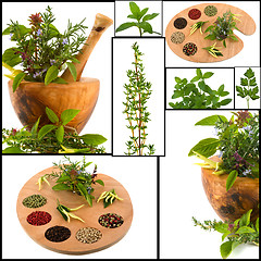 Image showing Herb Collage