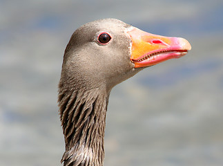 Image showing Greylag Goose