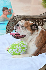 Image showing Bullddog and His Ball