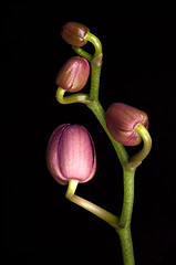 Image showing Orchid