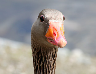 Image showing Greylag Goose