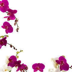 Image showing Orchid Border