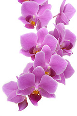 Image showing Orchid Flower