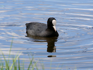Image showing Coot