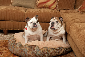 Image showing Bulldogs