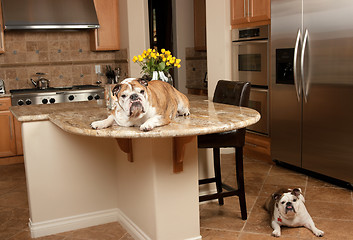 Image showing Bulldogs